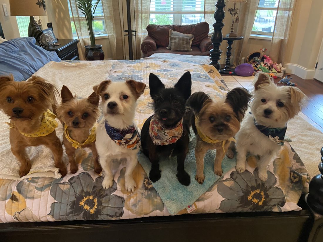 Donovan, Petey, Betsy Ross, Dexter, Spike & Gizmo, Yorkshire Terriers