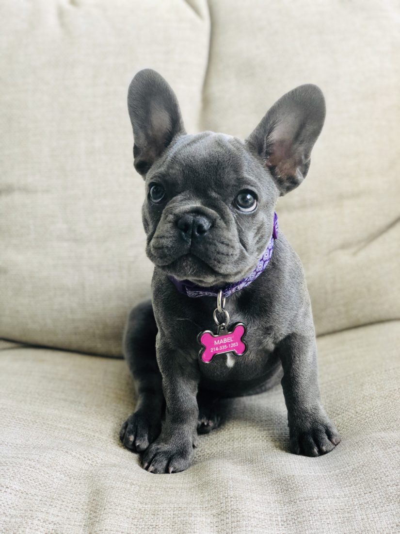 Mabel, French Bulldog