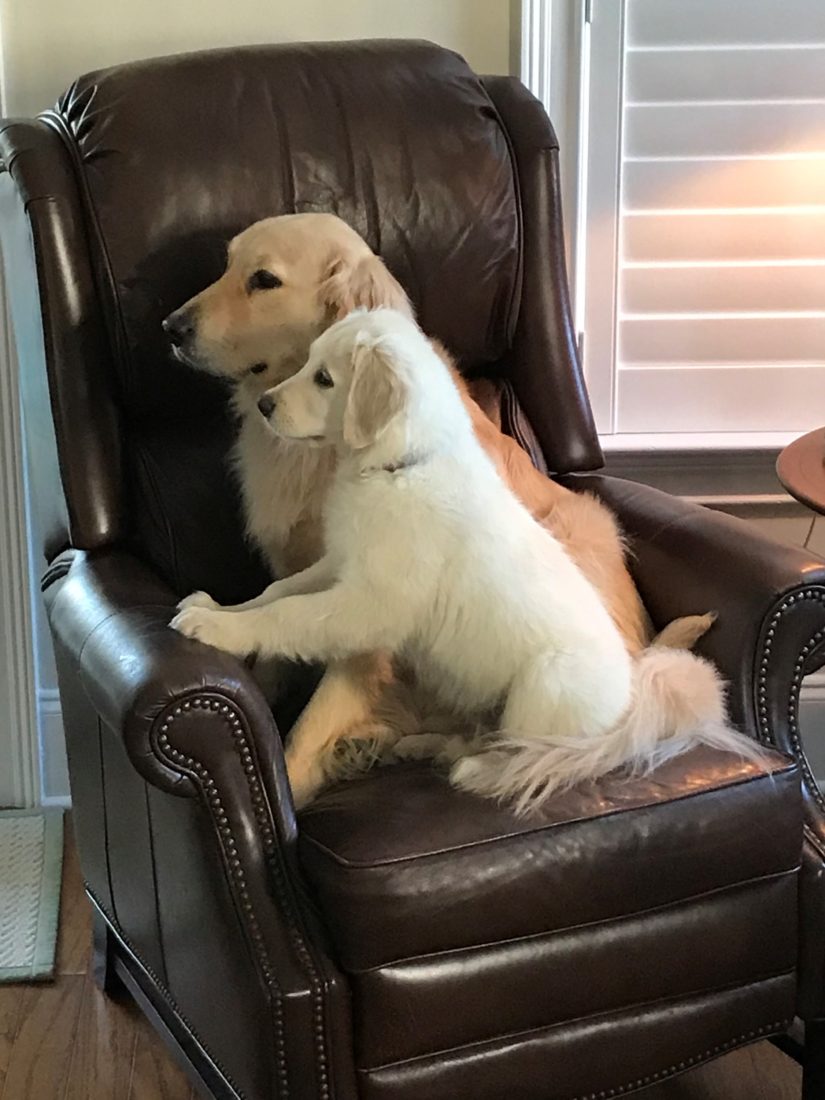 Scout and George, Golden Retriever
