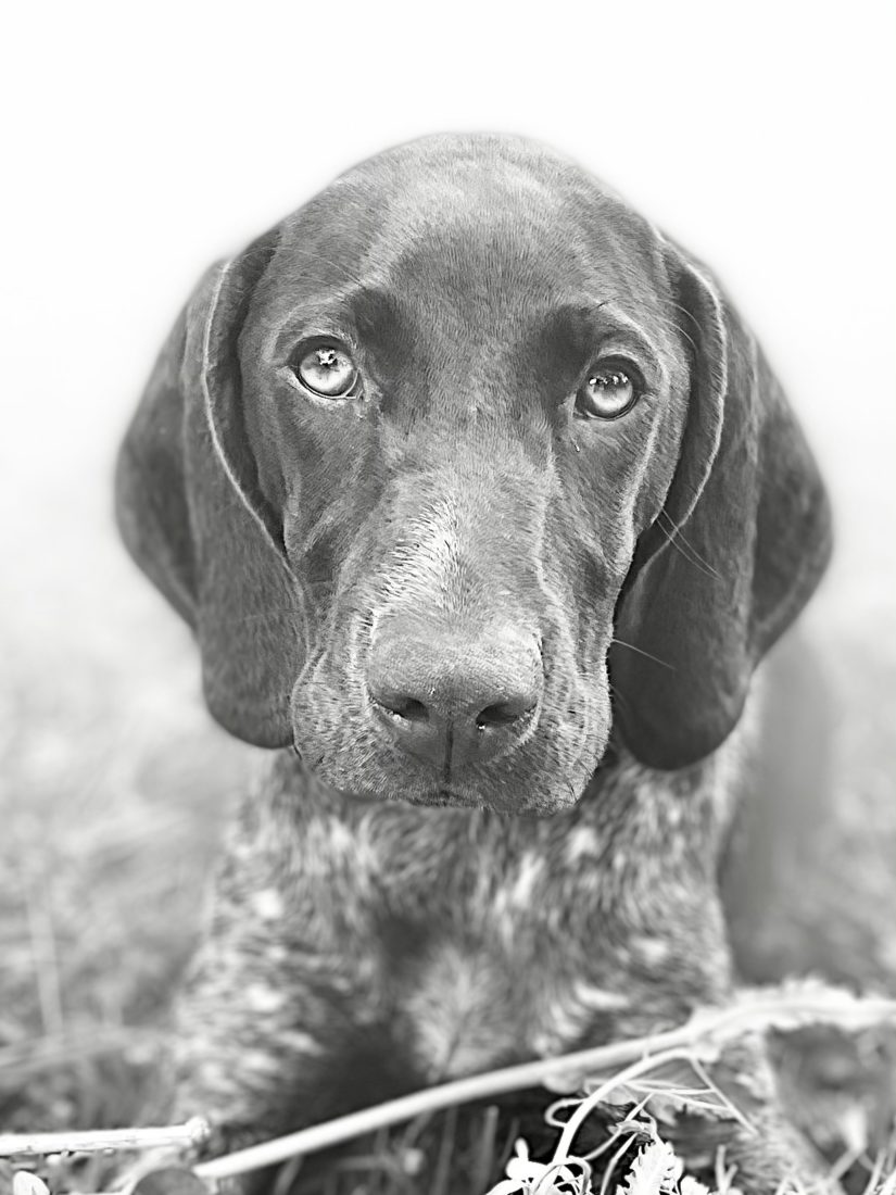 Coco, German short haired pointer