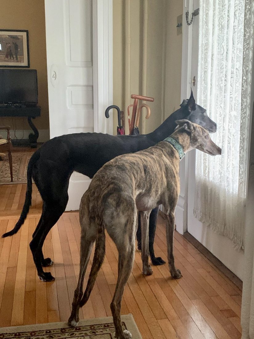 Sable (brindle) and Cleo (black), Greyhound