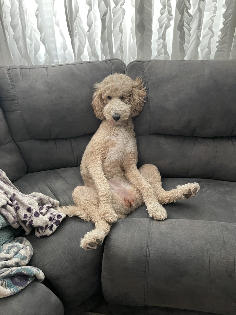 Lucy, Goldendoodle