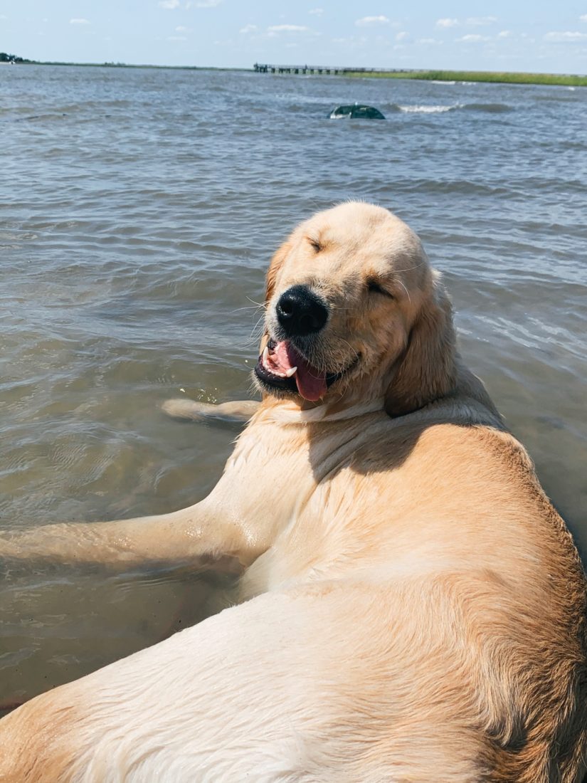 Braydon, Golden Retriever