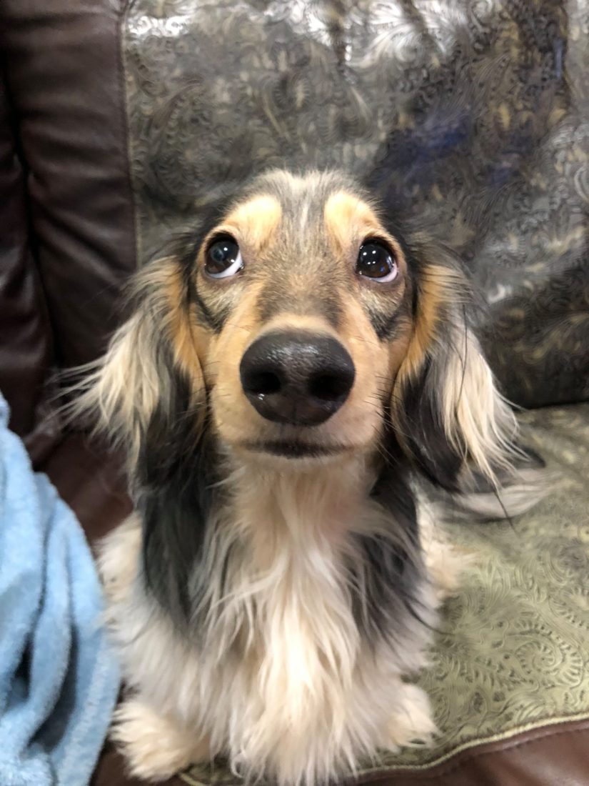 Olive, Long Haired Dachshund
