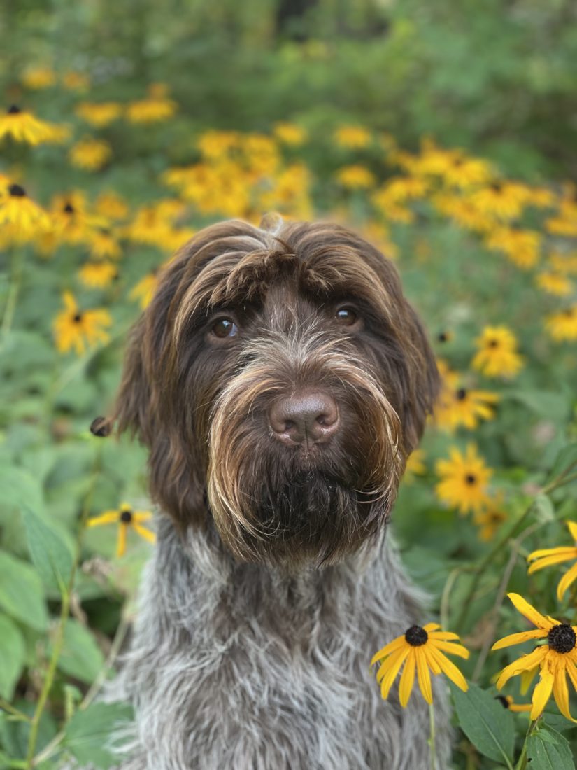 Guster, Wirehaired Pointing Griffon