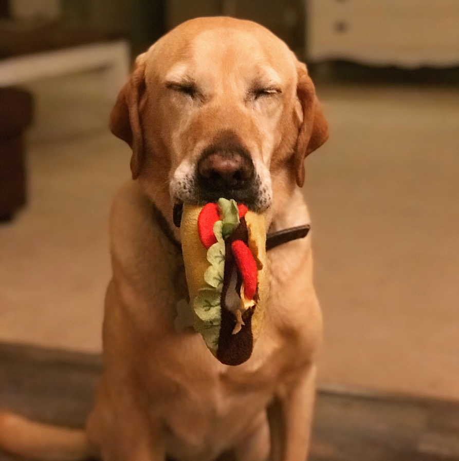 Woody, Yellow lab