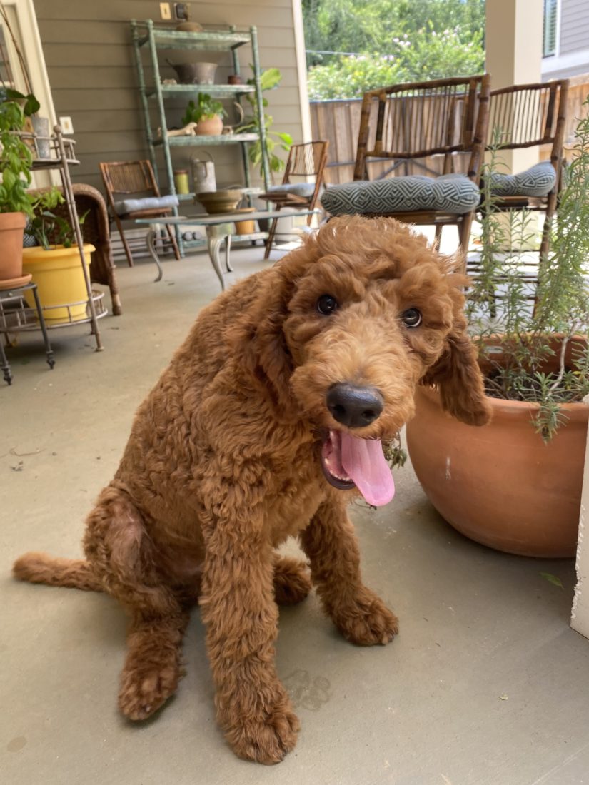 Louis, Standard poodle