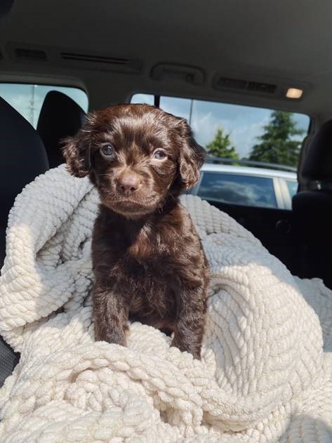 Charlie Mae, Boykins Spaniel