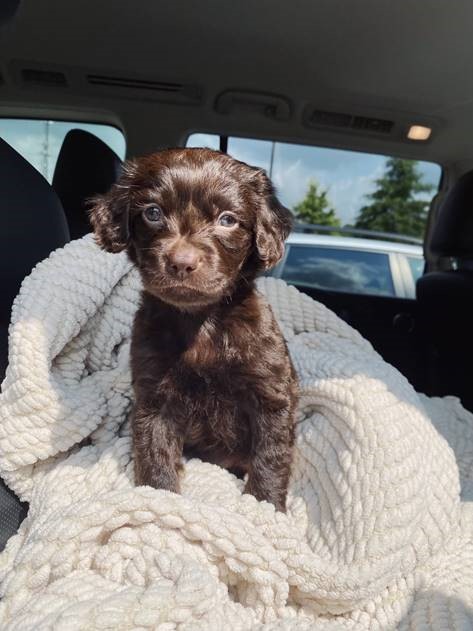 Charlie Mae, Boykins Spaniel