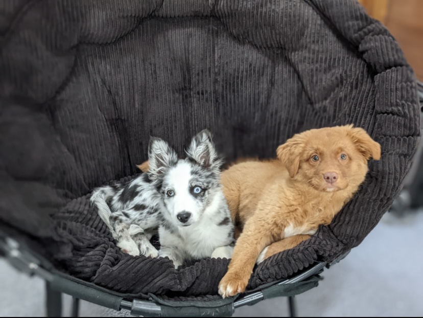 Mishka and Odin, Toller and border collie