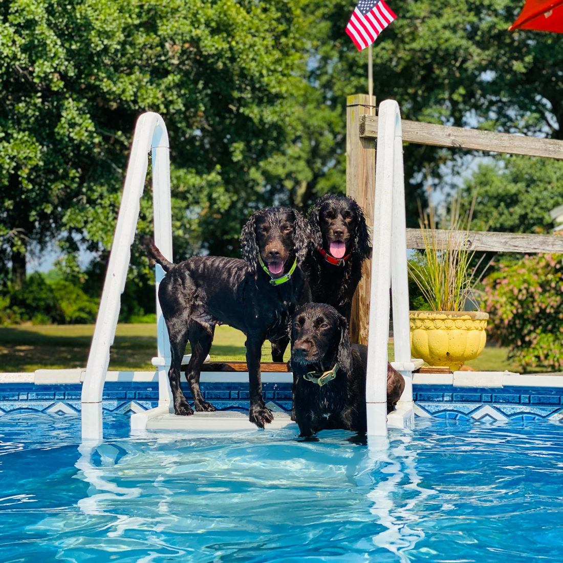 Rooster, Stella, and Coy, Boykin Spaniel