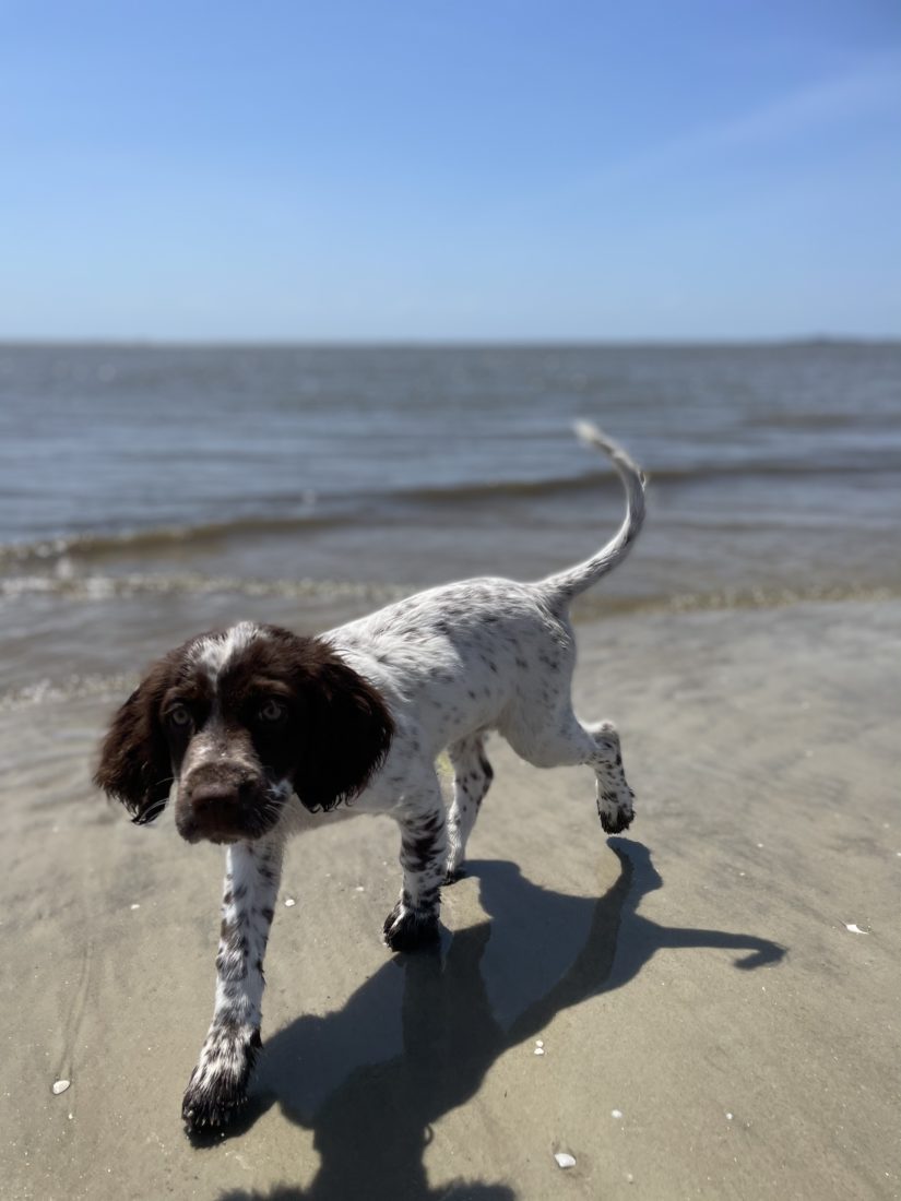 Emma, Llewellin Setter