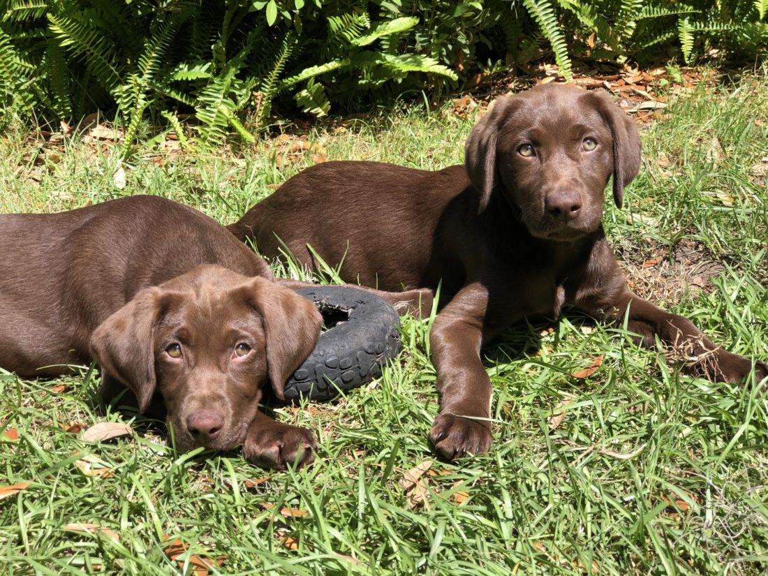 Georgia & Blakely, Chocolate Labrador Retrievers