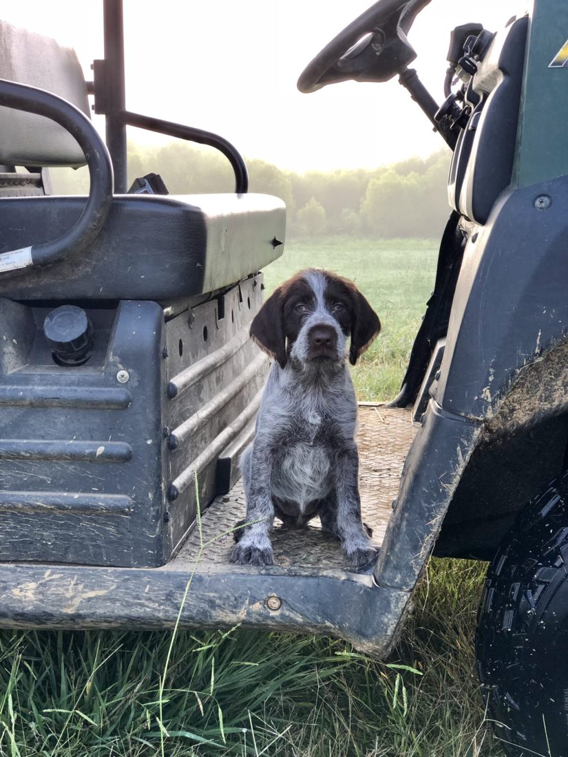 Greer, Wirehaired Pointing Griffon