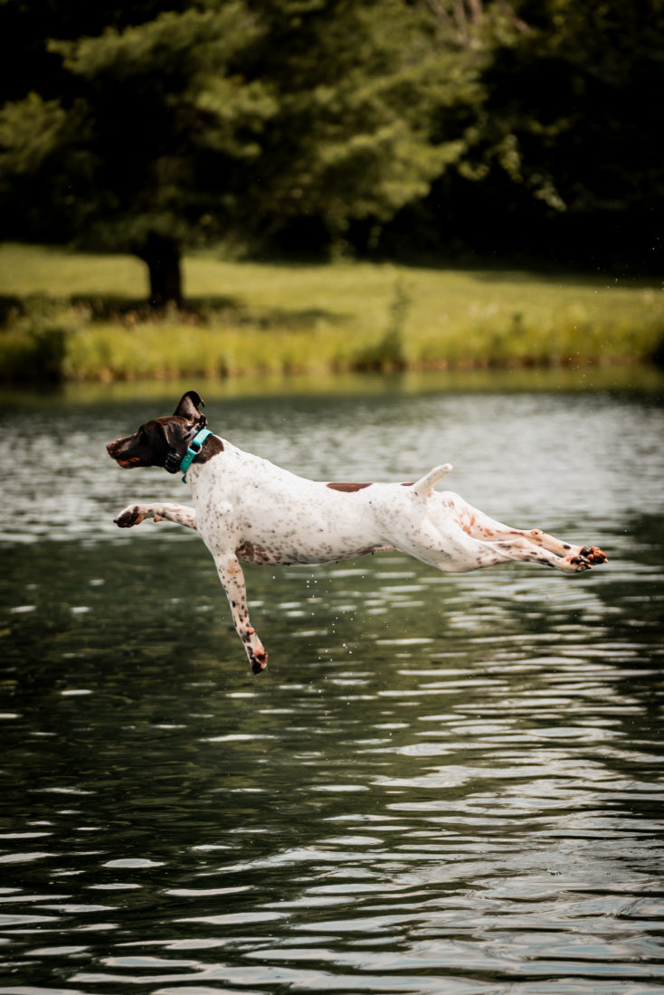 Briar, German Shorthaired Pointers