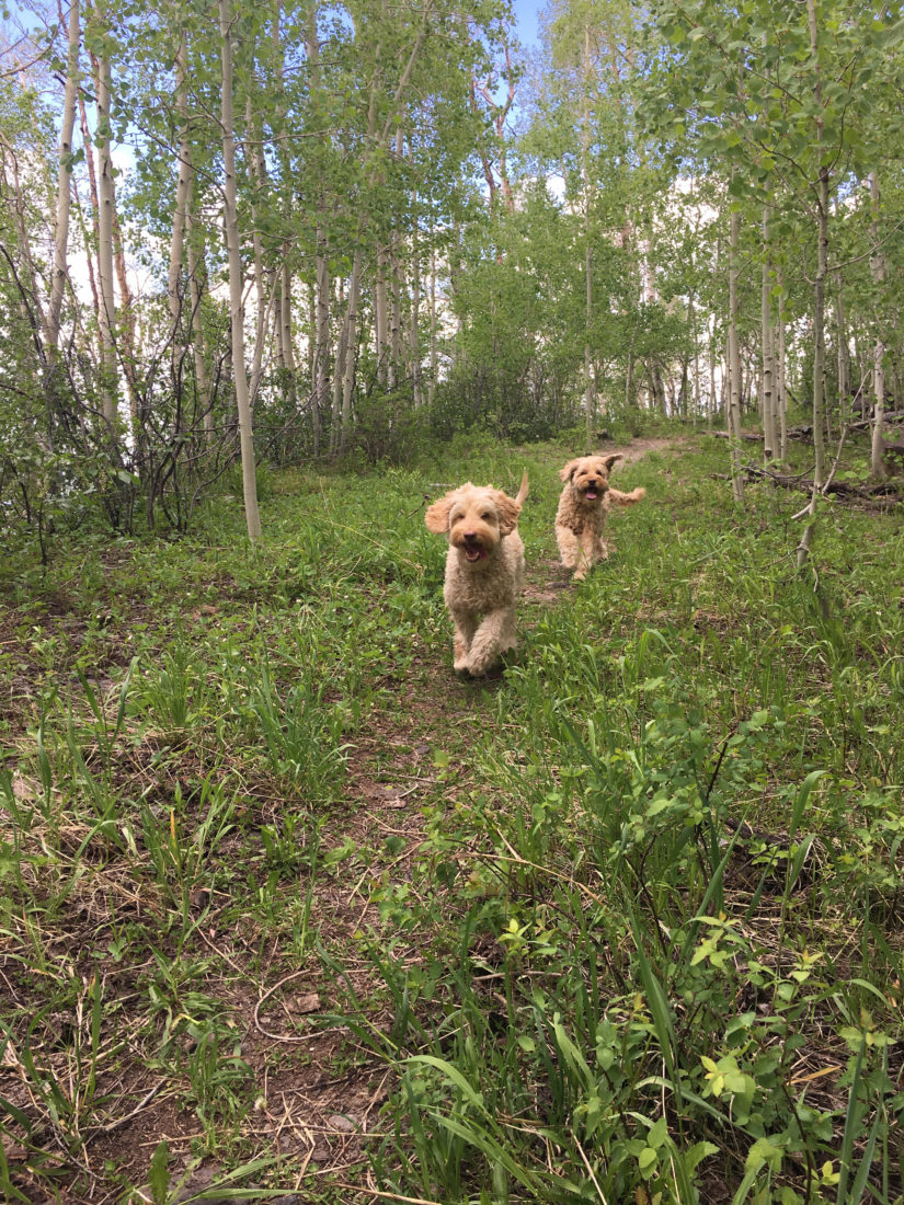 Seamus and Rory, Labradoodles