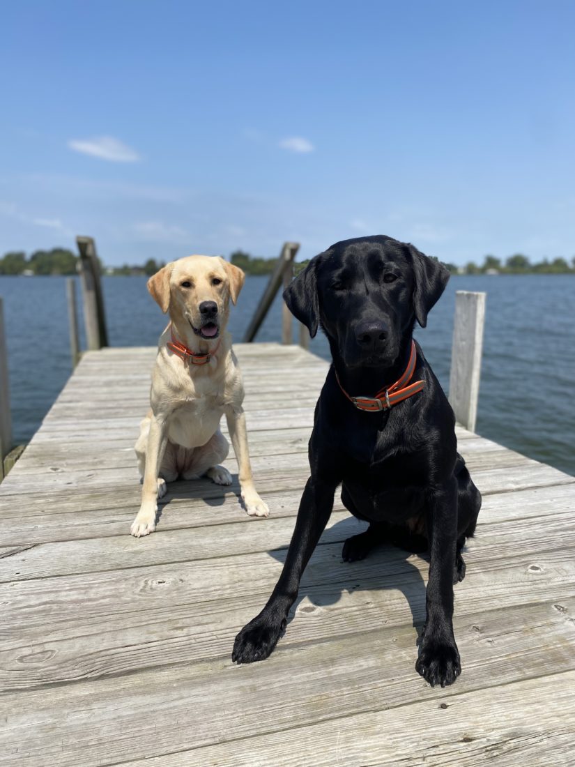 Mojo and Birdie, Black Lab and Yellow Lab