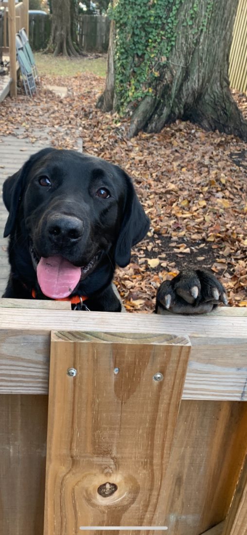 Moose, Black lab