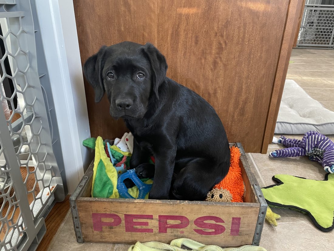 Axel, Labrador Retriever