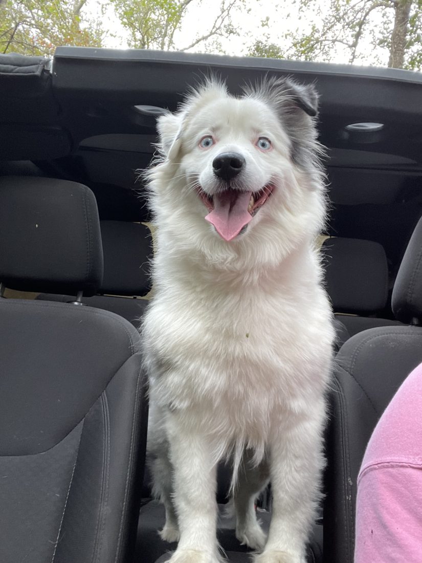 Puff, Mini American shepherd