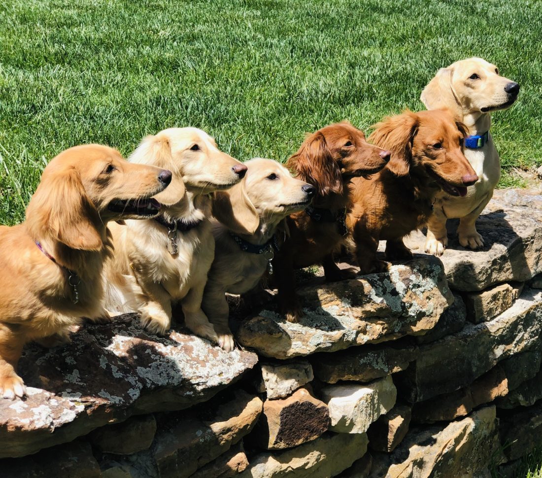 The Crew, Dachshunds
