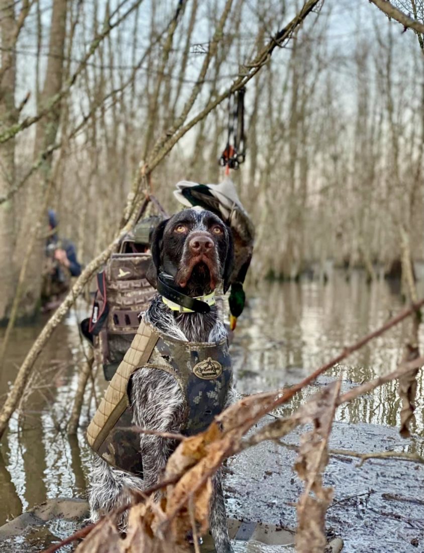 Waylon, German Wirehaired Pointer