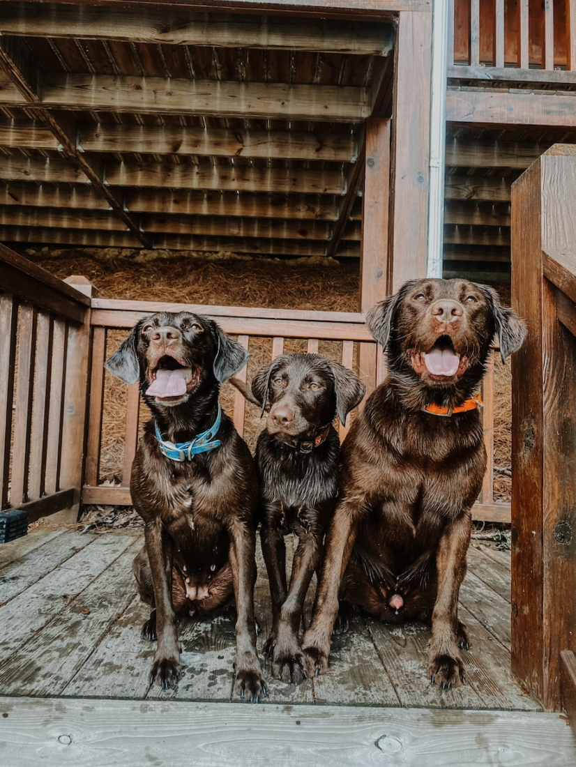 Charlie, Moe and River, Chocolate Lab