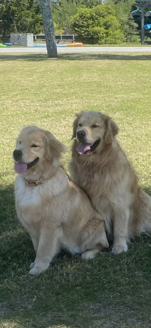 Daisy and Rosie, Golden Retriever