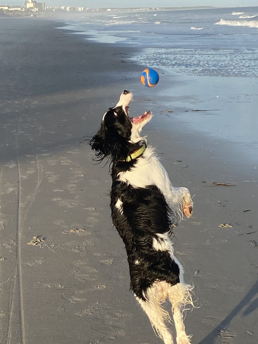 Pawley, English Springer Spaniel