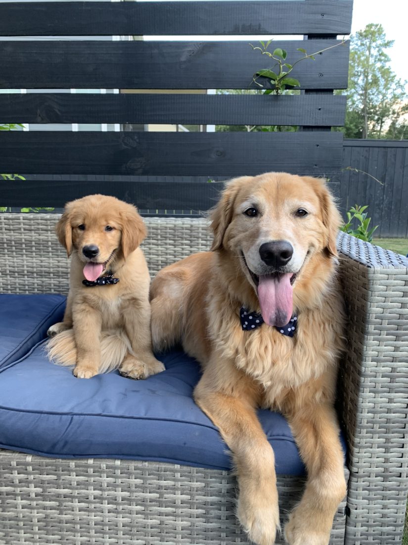 Duke & Frank, Golden Retriever