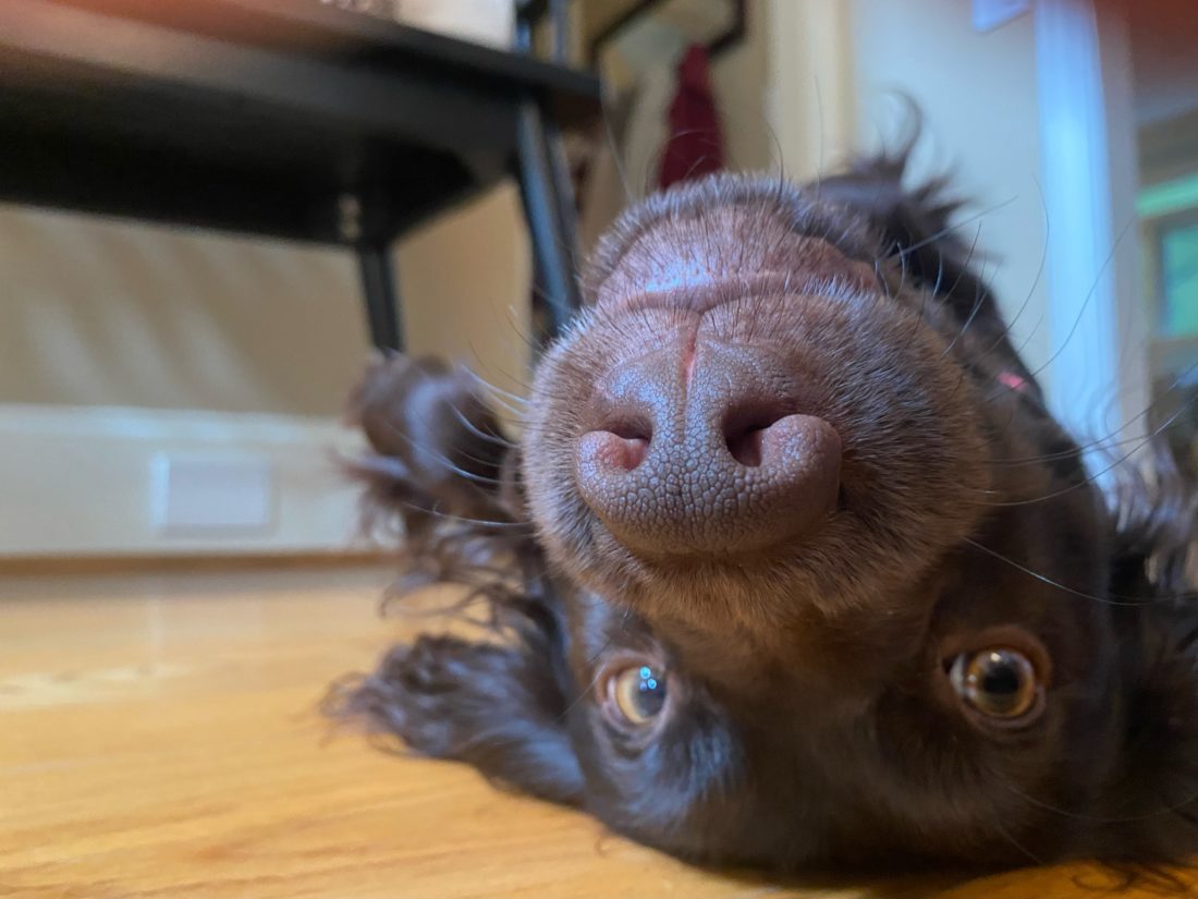 Penny, Boykin Spaniel