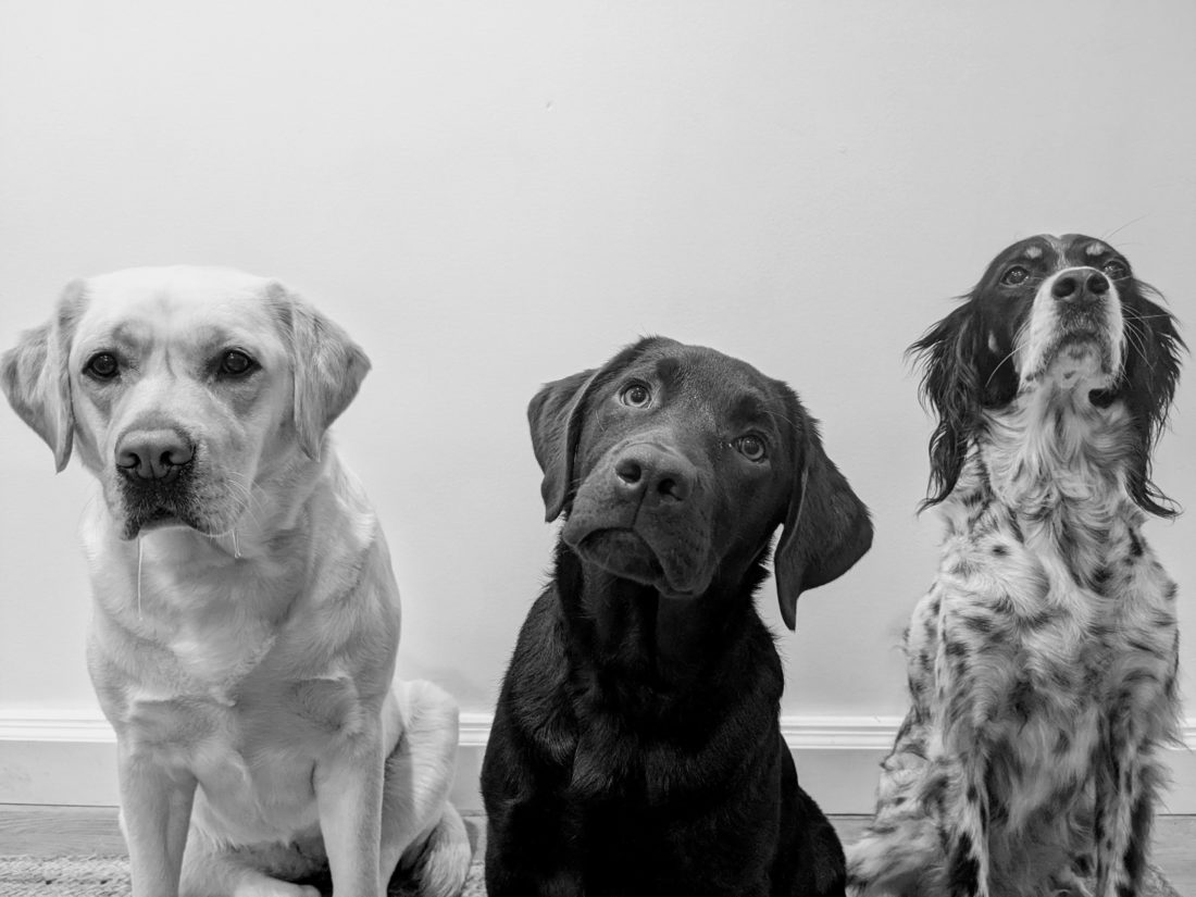 Gennie, Poppy and Tilly, English Labs and an English Setter