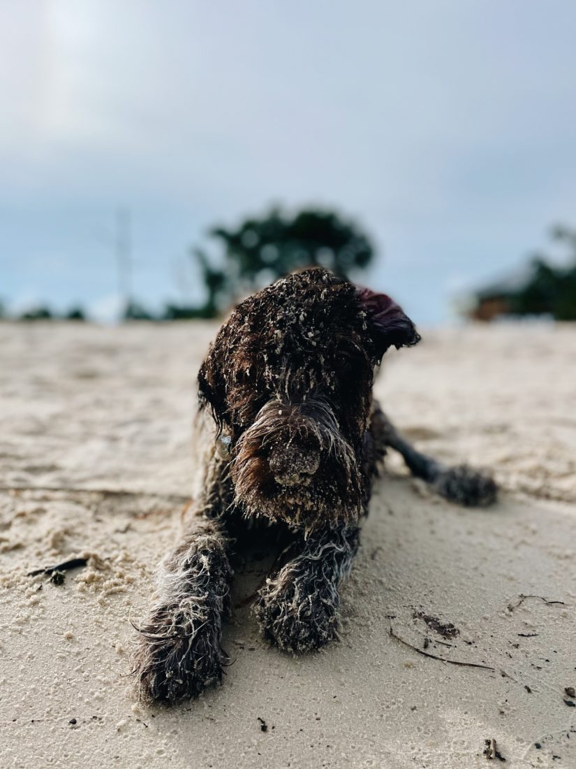Rudy, Wirehaired Pointing Griffon