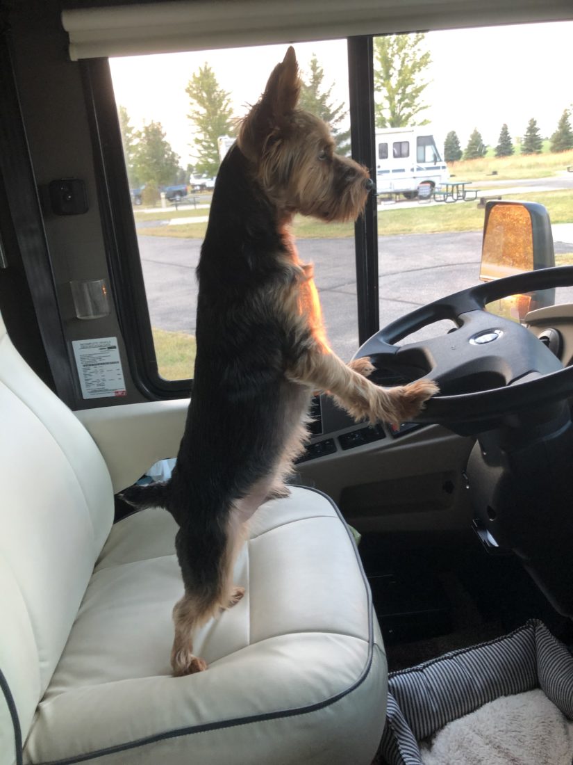 Brody, Yorkshire Terrier