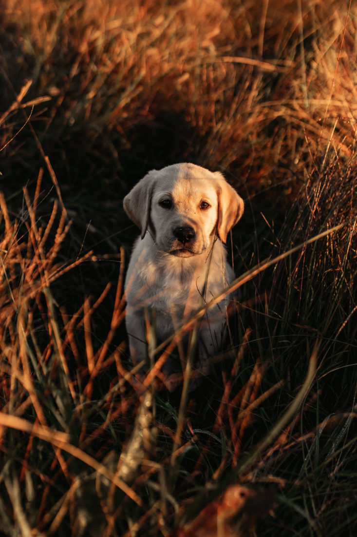 Tilley, Yellow Labrador Retriever