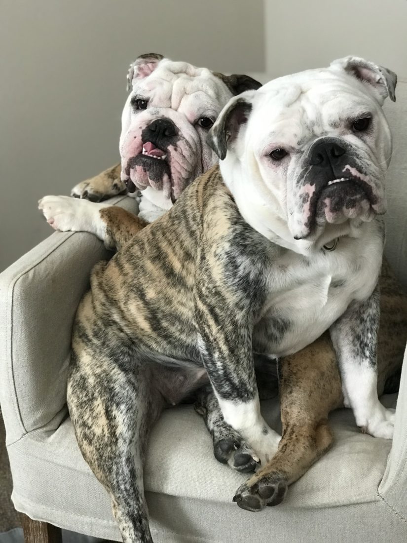 Lola & Brutus, Bulldog