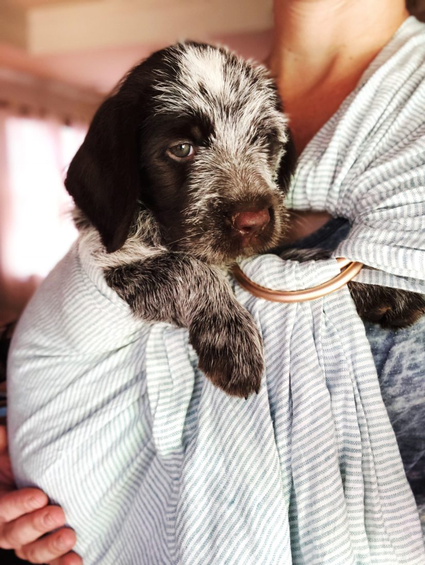 Pepper, Wirehaired Pointing Griffon