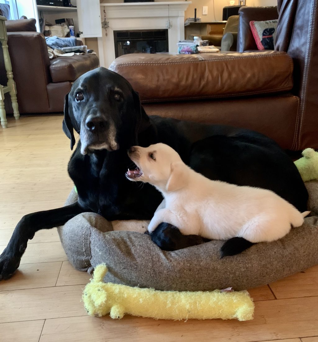 Cooper & Tilly, Labrador