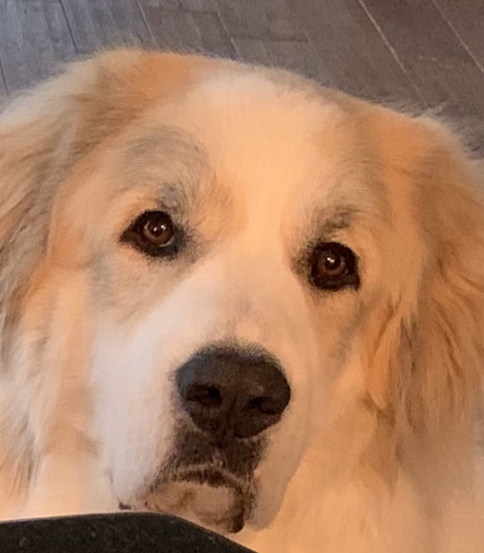 Sully, Great Pyrenees
