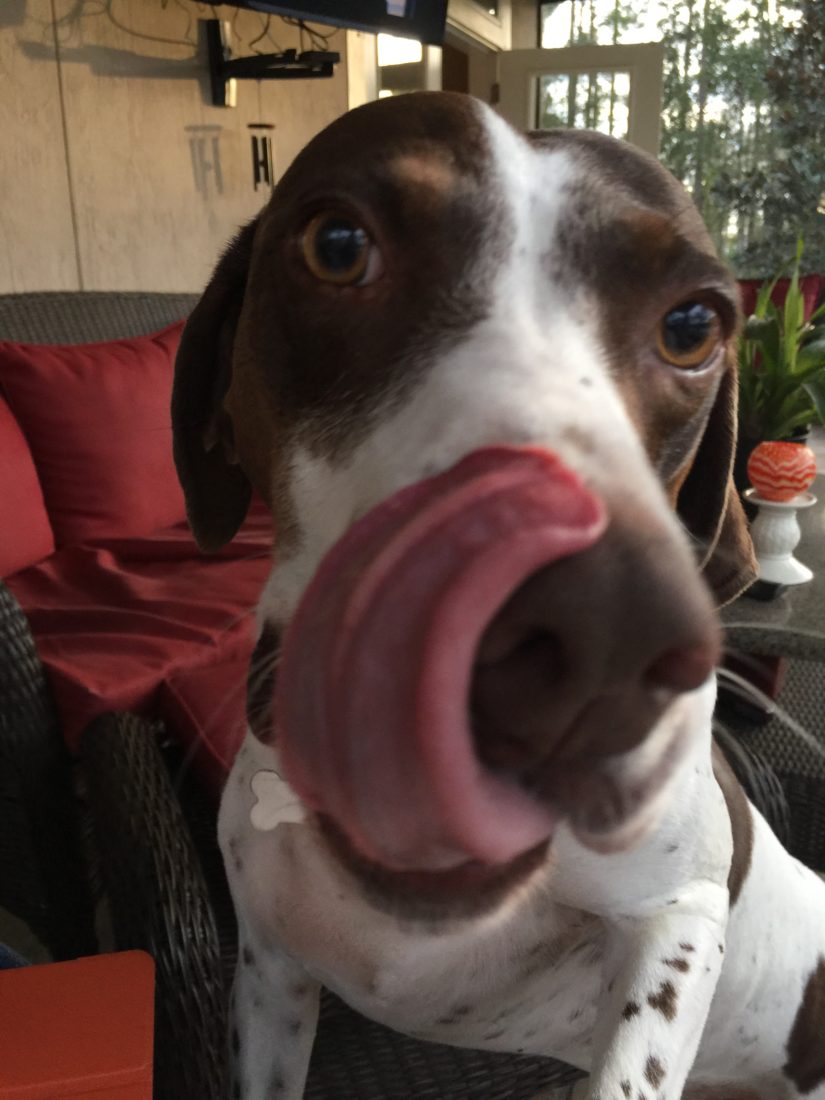 Stella, English Pointer