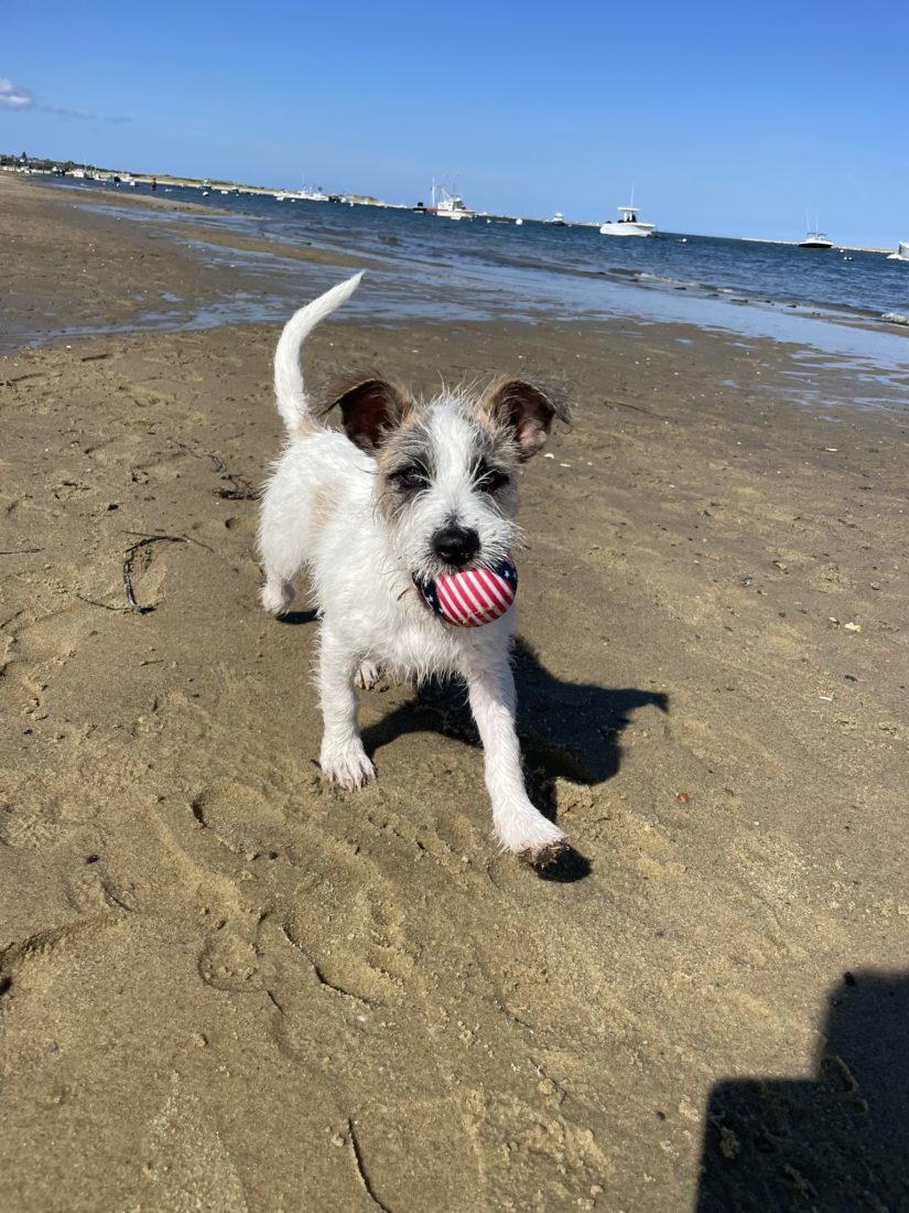 Indie, Wired Hair Jack Russel Terrier Mix