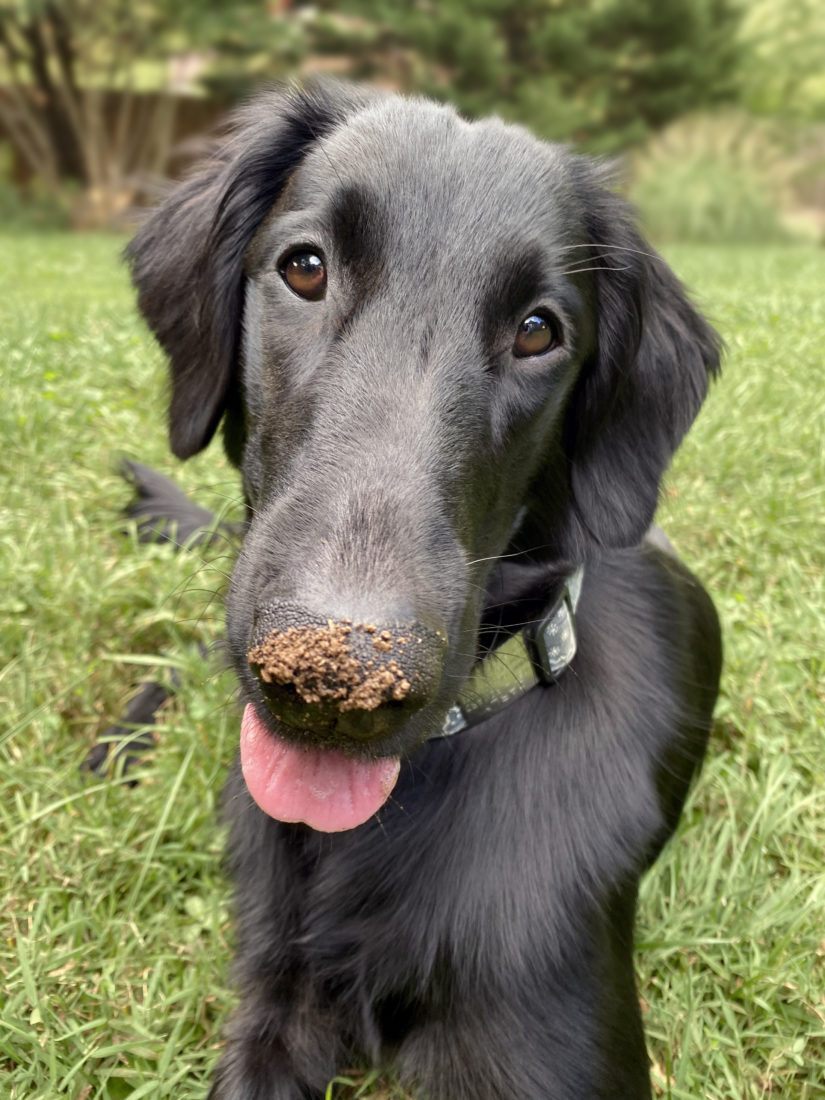 Chattaflats To Love and Be Wise, Flat-coated Retriever