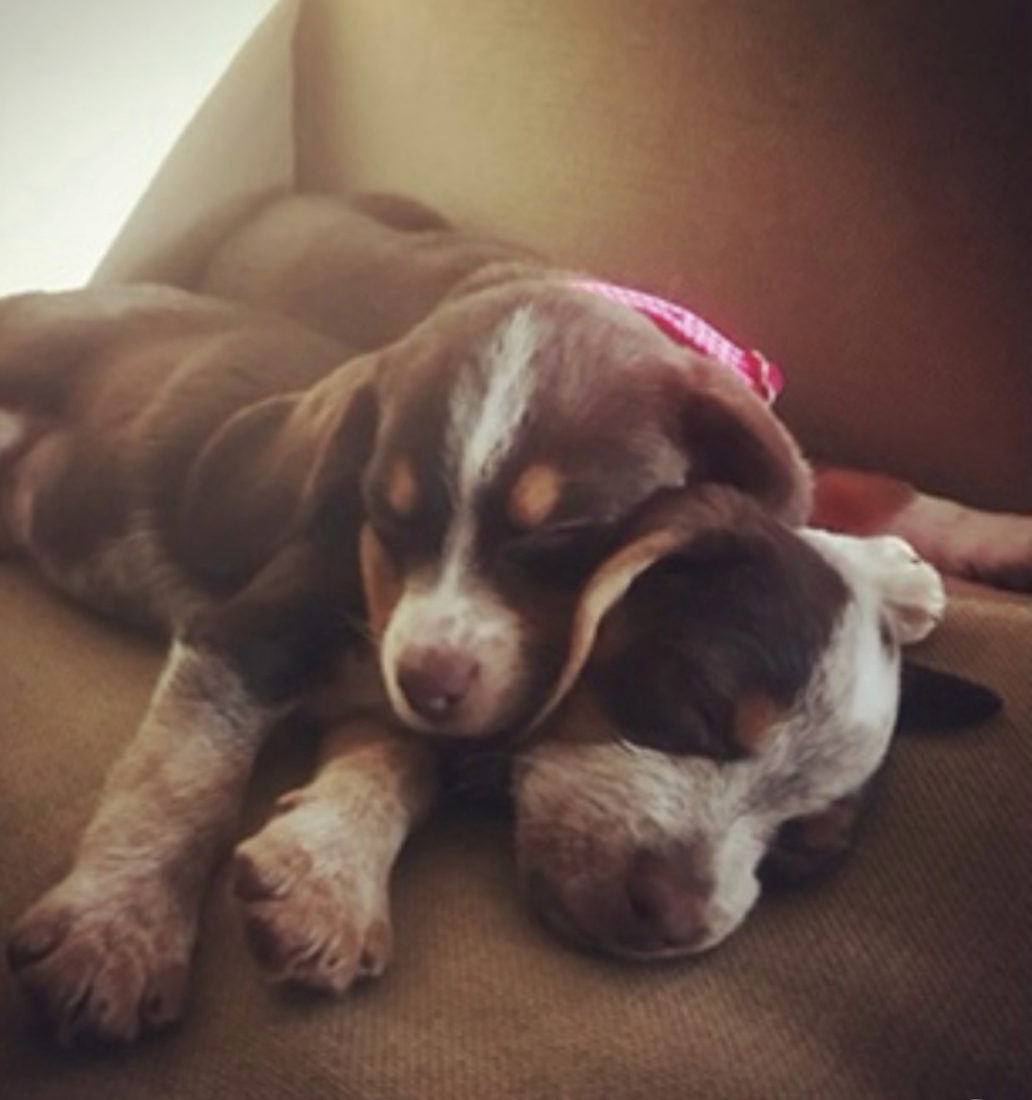 Nina and Huck, Blue Tick Beagles