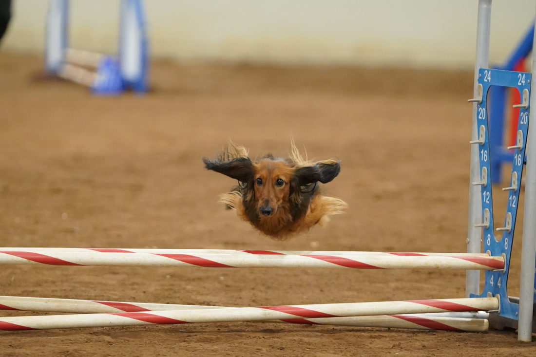 Kepler, Dachshund