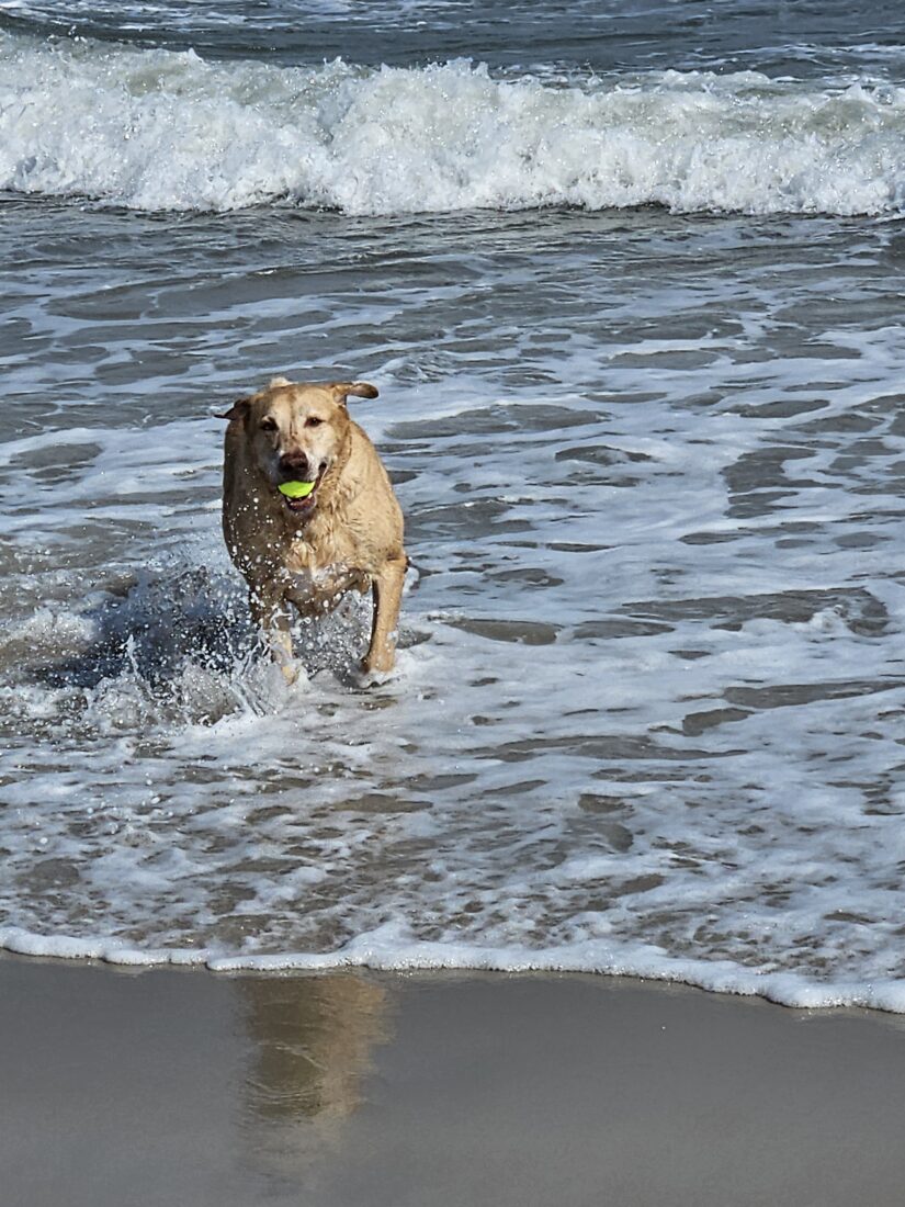 Henry, Labrador Retriever