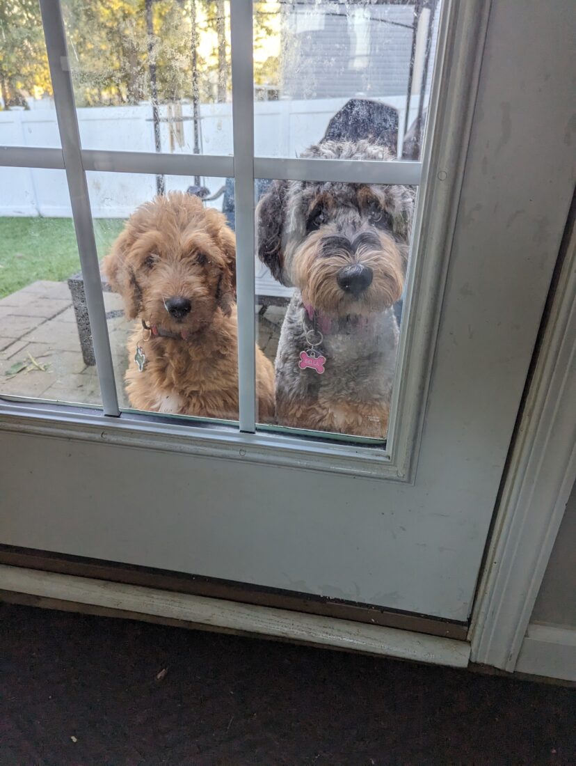 Archie and Bella, Goldendoodle and Bernedoodle