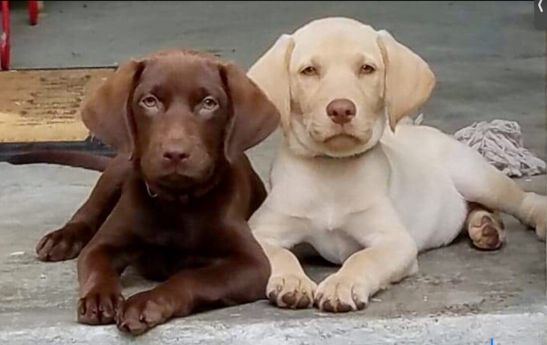 Dolly and Dixie, Lab