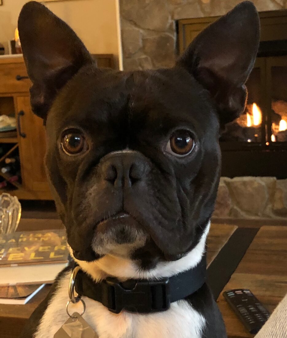 Prince Luka of the High Country, Boston Terrier