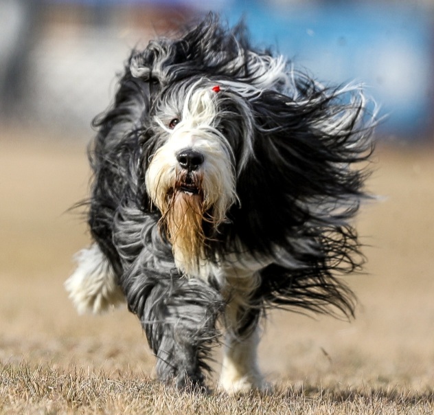 Topper, Bearded Collie