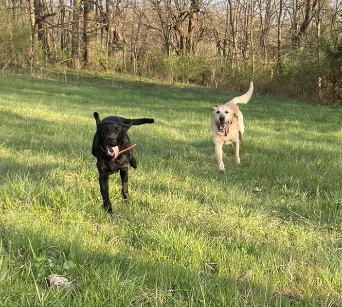 Rip and Timber, Labrador Retriever